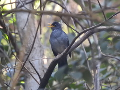 Turdus nigriceps