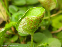 Puccinia dichondrae