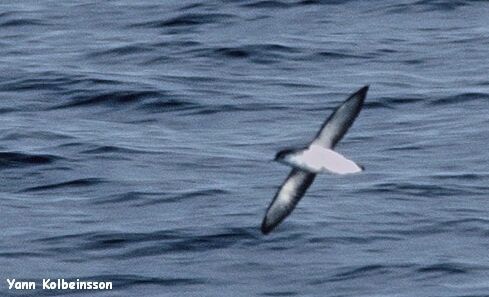 Foto de Barolo Shearwater