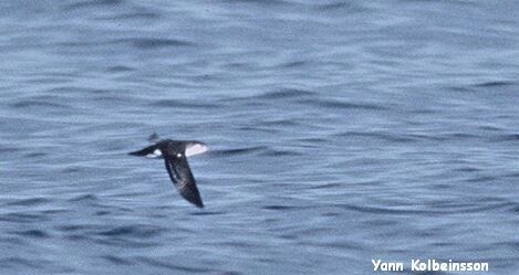 Foto de Barolo Shearwater