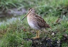 Magellanic Snipe photo 5