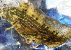 Chasmodes bosquianus