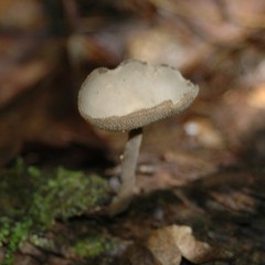 Helvella macropus