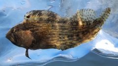 Chasmodes bosquianus