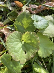 Glechoma hederacea