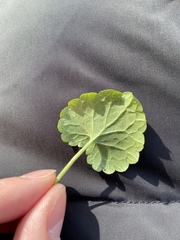 Glechoma hederacea