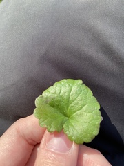 Glechoma hederacea