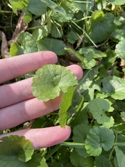 Glechoma hederacea