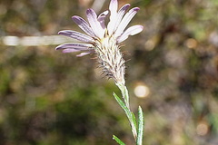 Athrixia heterophylla