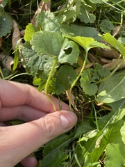 Glechoma hederacea