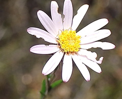 Athrixia heterophylla
