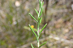 Athrixia heterophylla