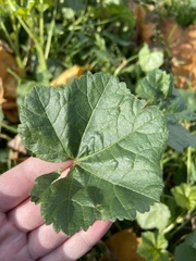 Malva