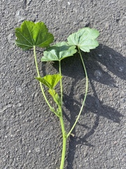 Malva