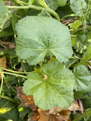 Malva