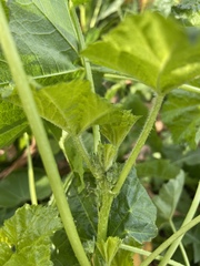 Malva