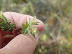 Gnidia humilis