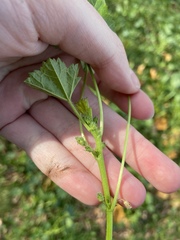 Malva
