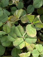 Trifolium repens