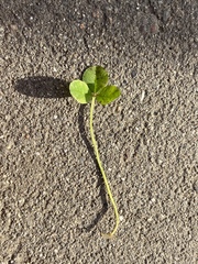 Trifolium repens
