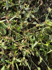 Polygonum