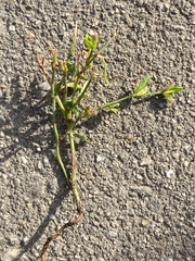 Polygonum