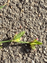 Polygonum