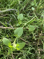 Stellaria media