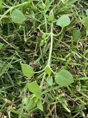 Stellaria media