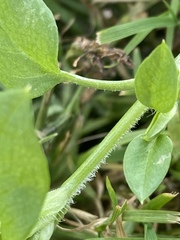Stellaria media