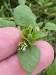 Stellaria media
