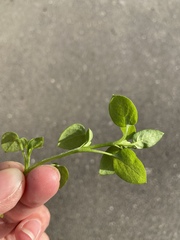 Stellaria media