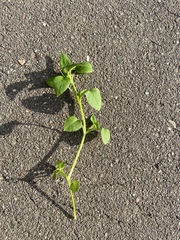 Stellaria media