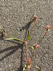 Persicaria maculosa