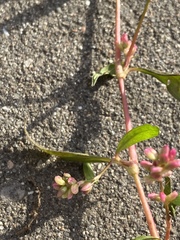 Persicaria maculosa