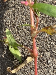 Persicaria maculosa