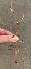 Persicaria maculosa