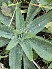 Plantago lanceolata