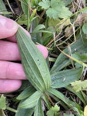 Plantago lanceolata