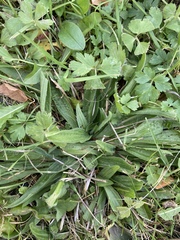 Plantago lanceolata