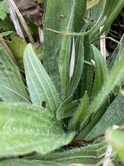 Plantago lanceolata