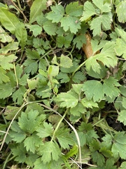 Ranunculus repens