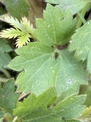 Ranunculus repens