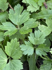 Ranunculus repens
