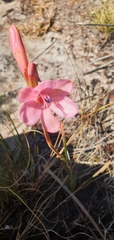 Watsonia coccinea