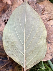 Tracheophyta