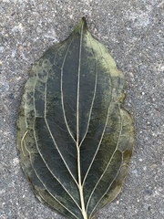 Tracheophyta