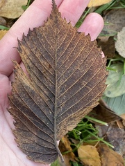 Ulmus laevis