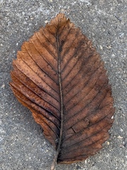 Ulmus laevis