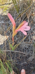 Watsonia coccinea